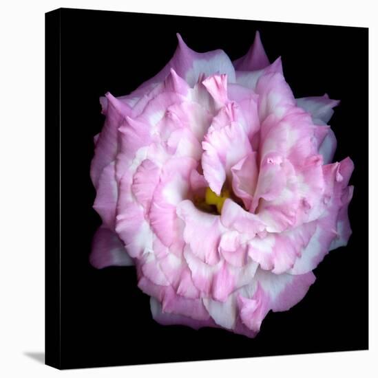 Lysianthus Pink-Magda Indigo-Premier Image Canvas