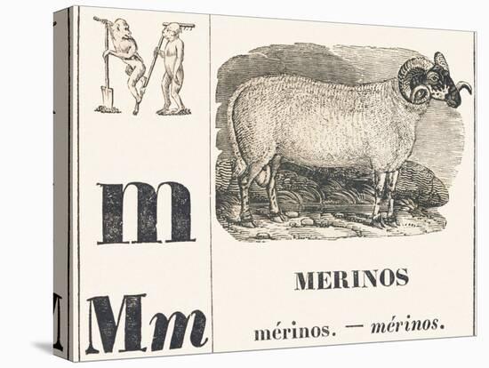 M for Merinos, 1850 (Engraving)-Louis Simon (1810-1870) Lassalle-Premier Image Canvas