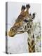 Maasai Giraffe Feeding, Maasai Mara, Kenya-Joe Restuccia III-Premier Image Canvas