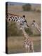 Maasai Giraffe, Masai Mara, Kenya-Joe Restuccia III-Premier Image Canvas