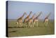 Maasai giraffe wander across the Masai Mara plain. Kenya.-Larry Richardson-Premier Image Canvas