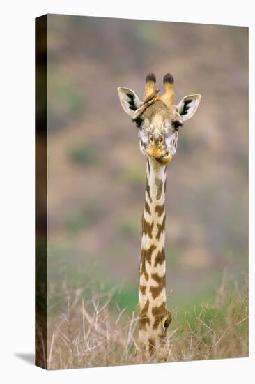 Maasai Giraffe Young with Bird on Head-null-Premier Image Canvas