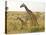 Maasai Giraffes Roaming, Maasai Mara, Kenya-Joe Restuccia III-Premier Image Canvas