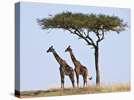 Maasai Giraffes Shade Themselves Beneath a Balanites Tree at the Masai Mara National Reserve-Nigel Pavitt-Premier Image Canvas