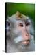 Macaque Monkey in Monkey Forest, Ubud, Bali, Indonesia-Greg Johnston-Premier Image Canvas