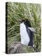 Macaroni Penguin standing in colony in typical dense Tussock Grass.-Martin Zwick-Premier Image Canvas