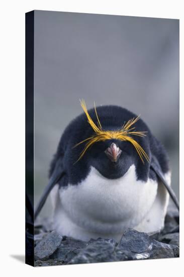 Macaroni Penguin-DLILLC-Premier Image Canvas