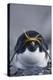 Macaroni Penguin-DLILLC-Premier Image Canvas