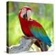 Macaw Sitting On Branch-mirceab-Premier Image Canvas