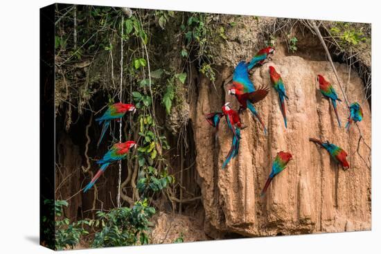 Macaws in Clay Lick in the Peruvian Amazon Jungle at Madre De Dios Peru-OSTILL-Premier Image Canvas