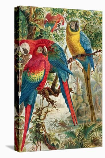 Macaws, Plate from "Brehms Tierleben: Allgemeine Kunde Des Tierreichs", Vol.5, P.60, Published by…-German School-Premier Image Canvas
