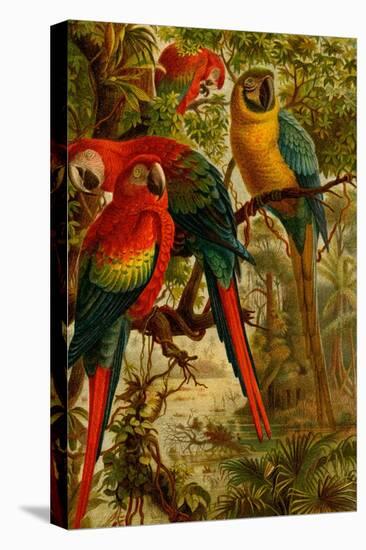 Macaws-F.W. Kuhnert-Stretched Canvas