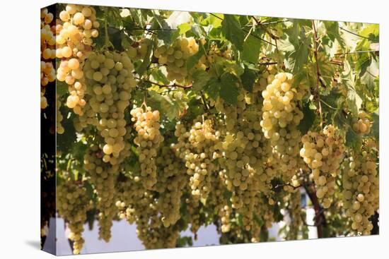 Macedonia, Ohrid and Lake Ohrid, House with Patio of Grape Vines and Grapes Ready to Harvest-Emily Wilson-Premier Image Canvas