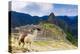 Machu Picchu,  with llama in front of the ruined city of the Incas with Mount Huayana Picchu-G&M Therin-Weise-Premier Image Canvas