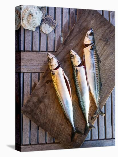 Mackerel Fish, Grebbestad, Bohuslan Region, West Coast, Sweden, Scandinavia, Europe-Yadid Levy-Premier Image Canvas