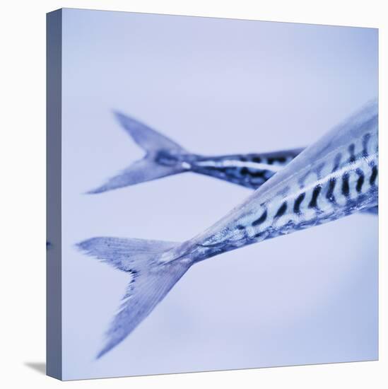 Mackerel Fish Tails-Cristina-Premier Image Canvas