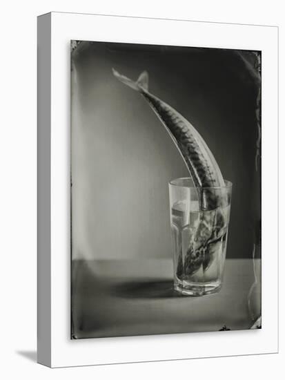 Mackerel in a Water Glass-Dave King-Premier Image Canvas