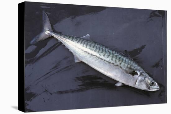 Mackerel, Scomber Scombrus, Dead, Catch-Newly, Animal-Carl-Werner Schmidt-Luchs-Premier Image Canvas