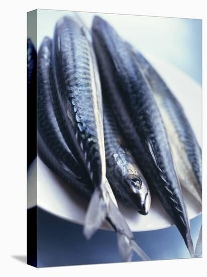 Mackerel-Philip Webb-Premier Image Canvas