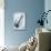 Mackerel-Veronique Leplat-Premier Image Canvas displayed on a wall