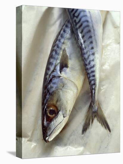 Mackerel-David Munns-Premier Image Canvas