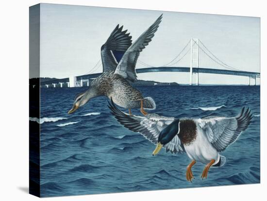 Mackinac Mallards-Rusty Frentner-Premier Image Canvas