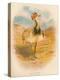 Macqueens Bustard (Houbara macqueeni), 1900, (1900)-Charles Whymper-Premier Image Canvas