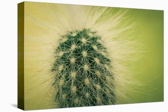 Macro Cactus-MXCLOUTI-Premier Image Canvas