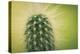 Macro Cactus-MXCLOUTI-Premier Image Canvas