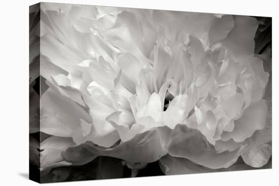 Macro Flower II-Brian Moore-Premier Image Canvas
