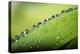 Macro Green Leaf with Water Drops-Carlo Amodeo-Premier Image Canvas