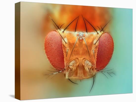 Macro, Insect, Spider, Bee, Stacking, Stack, Fly, Micro-vasekk-Premier Image Canvas