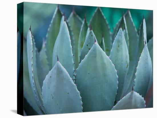 Macro of Succulent Plant in the Desert-kenny001-Premier Image Canvas