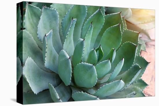 Macro of Succulent Plant in the Desert-kenny001-Premier Image Canvas