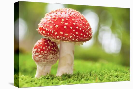 Macro Photo of Amanita Muscaria in Forest-Jag_cz-Premier Image Canvas