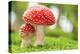 Macro Photo of Amanita Muscaria in Forest-Jag_cz-Premier Image Canvas