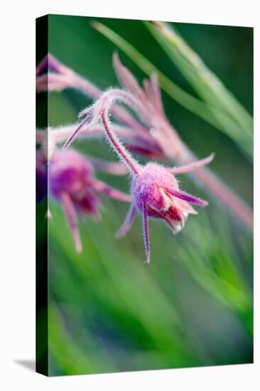 Macro Photo of Prairie Flowers in Montana-James White-Premier Image Canvas