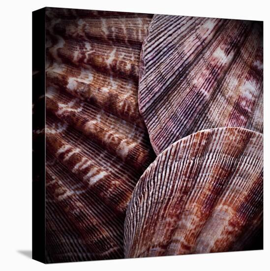 Macro Shells V-Rachel Perry-Stretched Canvas