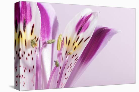 Macro Shot Flower Blossom-Deyan Georgiev-Premier Image Canvas