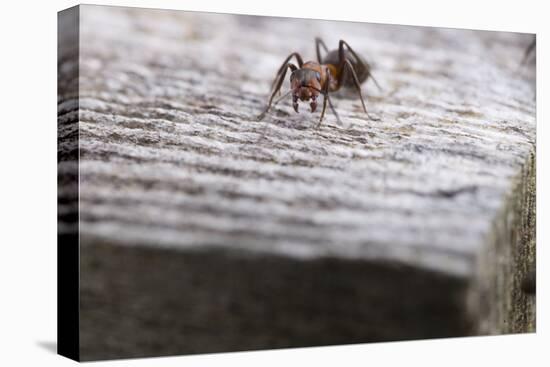 Macro Shot of a Red Wood Ant-Niki Haselwanter-Premier Image Canvas