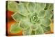 Macro Succulent I-Erin Berzel-Premier Image Canvas