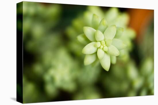 Macro Succulent II-Erin Berzel-Premier Image Canvas