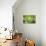 Macro Succulent III-Erin Berzel-Premier Image Canvas displayed on a wall
