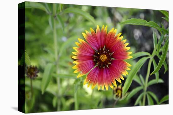 Macro view of a colorful flower-null-Stretched Canvas