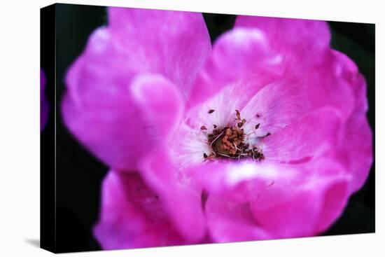 Macro view of the inside of colorful flower-null-Stretched Canvas