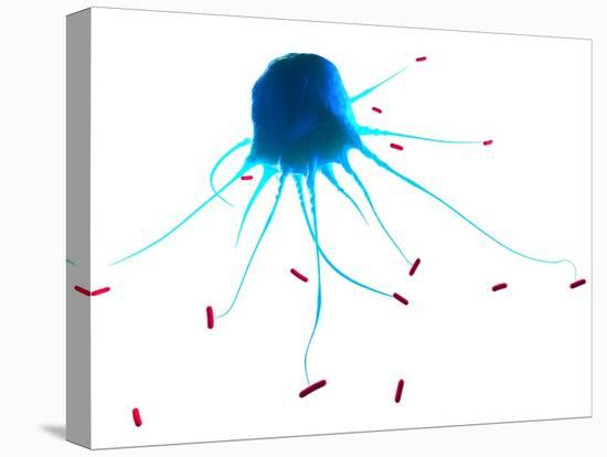 Macrophage Attacking Bacteria, Artwork-SCIEPRO-Premier Image Canvas