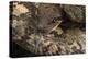 Madagascan Tree Boa (Sanzinia Madagascariensis), captive, Madagascar, Africa-Janette Hill-Premier Image Canvas