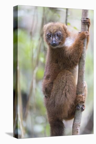 Madagascar, Akanin'ny Nofy Reserve. Female red-bellied lemur clinging to a tree with baby-Ellen Goff-Premier Image Canvas