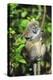 Madagascar, Andasibe, Mother and baby Golden Bamboo Lemur.-Anthony Asael-Premier Image Canvas