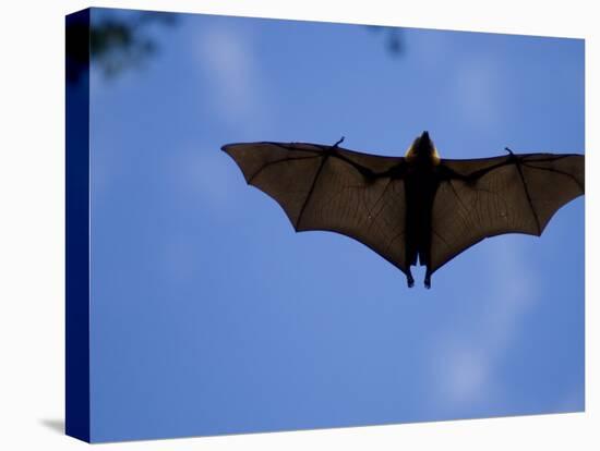 Madagascar Flying Fox Fruit Bat in Flight, Berenty Private Reserve, South Madagascar-Inaki Relanzon-Premier Image Canvas